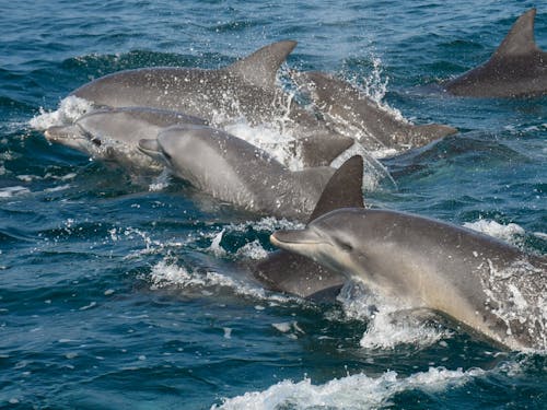 早崎海峡のイルカたち②