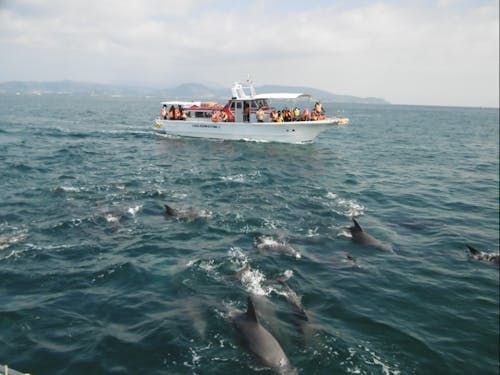 観光船海心とイルカ