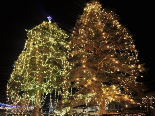 クリスマスナイトフェスティバル。約4万個の電球で飾られます。