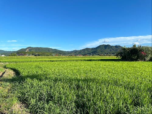 日置地区は美しい田園風景が広がります