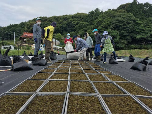 高齢者の生きがいづくりの苔事業