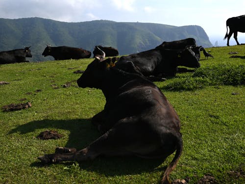 畜産業も盛んです。放牧地帯では牛がのびのびと過ごしています。