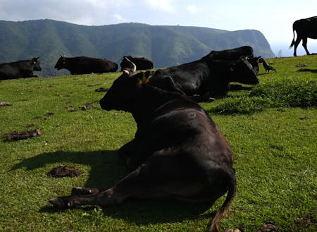 畜産業も盛んです。放牧地帯では牛がのびのびと過ごしています。