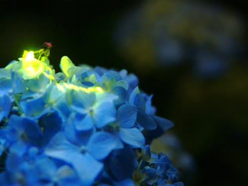 辰野町のホタル