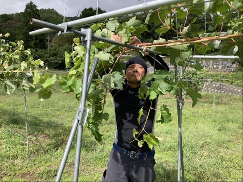 ぶどうの作業風景