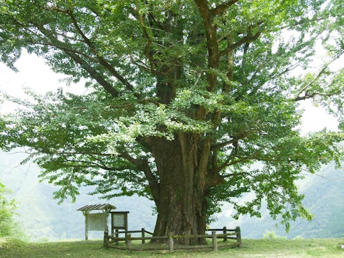 地区のシンボル 大いちょう