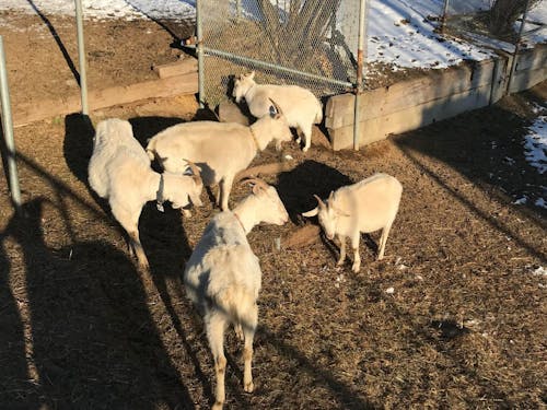 やぎたちとのふれあいも!