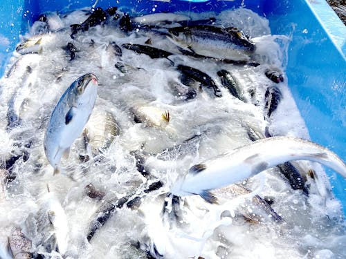 活きのいい鮭たち!