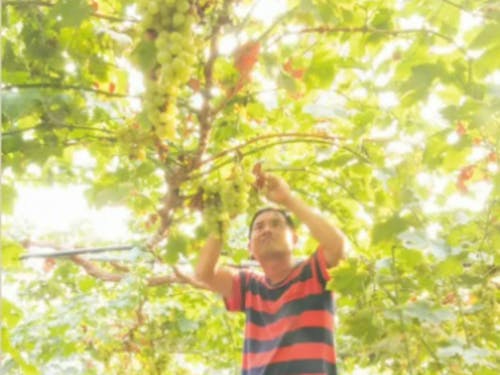 醸造所「GRAPE SHIP」