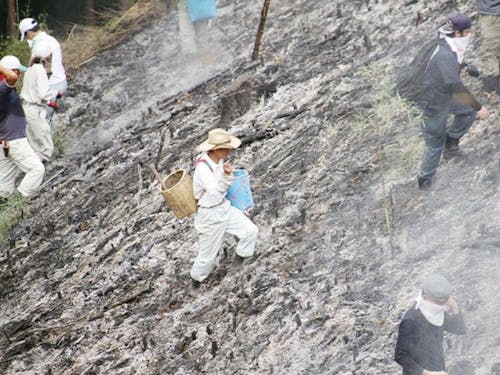 火入れの後、地面が熱いうちにソバの種をまきます