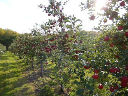 果樹農家戸数は管内第1位です！作っているリンゴの品種数も道内トップクラスです！