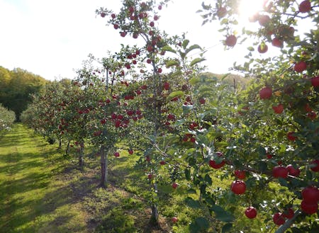 果樹農家戸数は管内第1位です！作っているリンゴの品種数も道内トップクラスです！