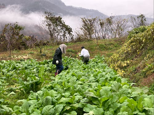 昨年の収穫の様子