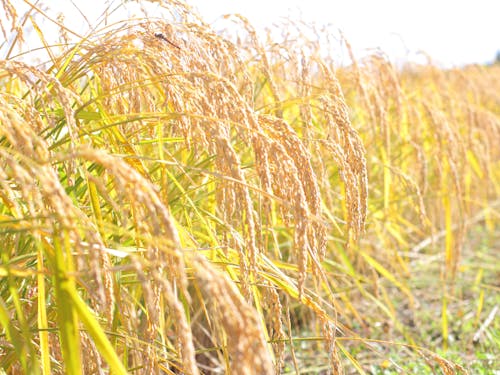 とある日の田んぼの様子。たわわに実る黄金色が綺麗ですね♪