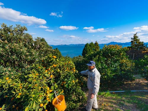 瀬戸内海に面する温暖な安芸津町