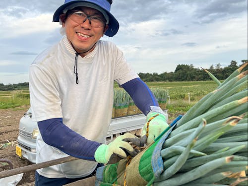 収穫したねぎを束ねる