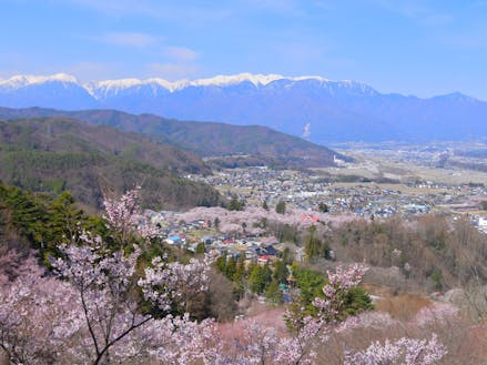 春の高遠町、アルプスの残雪と桜の協演