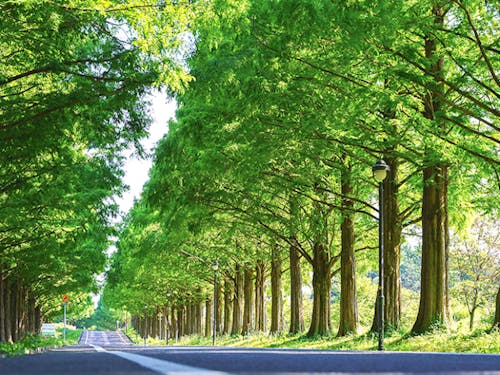 高島市の観光スポット(深緑のメタセコイア並木)