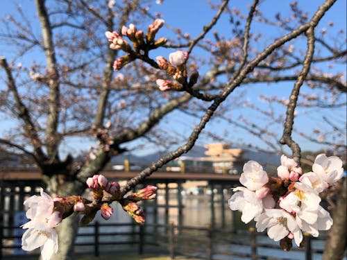 桜の時期の瀬田の唐橋