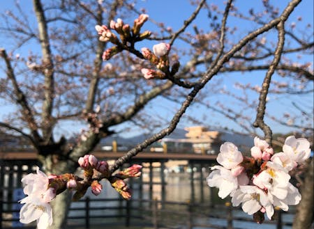 桜の時期の瀬田の唐橋