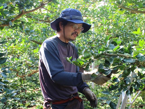 すだちの農業研修