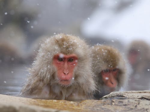 海外からも多くの観光客が訪れます