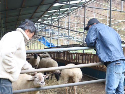 羊たちを優しく見守る二人