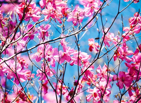 美しいアケボノツツジの花