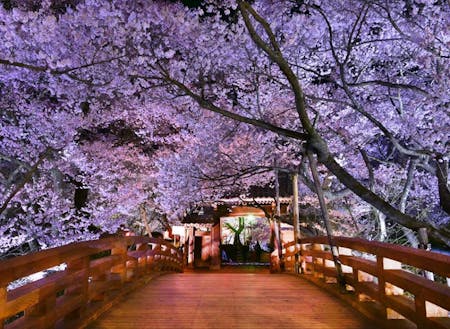 全国的に有名な高遠城址公園の桜