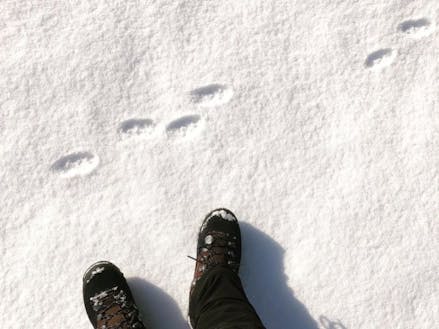 雪の上の足跡♪運が良ければ動物に出会えるかもしれません