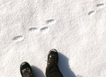 雪の上の足跡♪運が良ければ動物に出会えるかもしれません