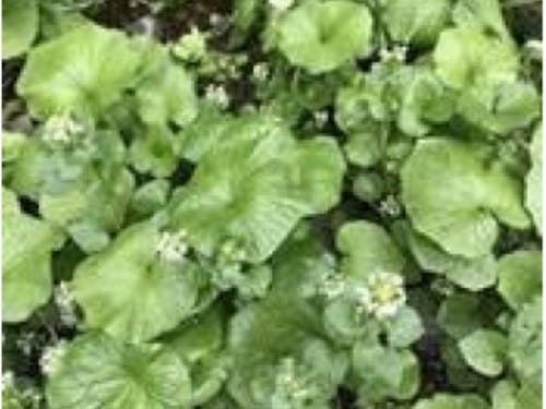 わさび新芽摘みとわさび漬体験