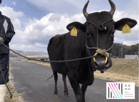 ネオカルTOYOOKA企画「但馬牛と散歩」