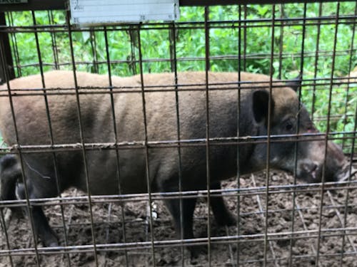 捕獲されたイノシシ