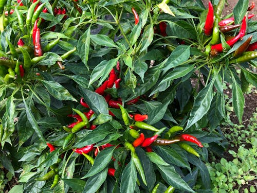 地域の特産「内藤とうがらし」