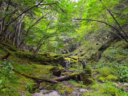 豊かな森林は伊那市の大切な魅力