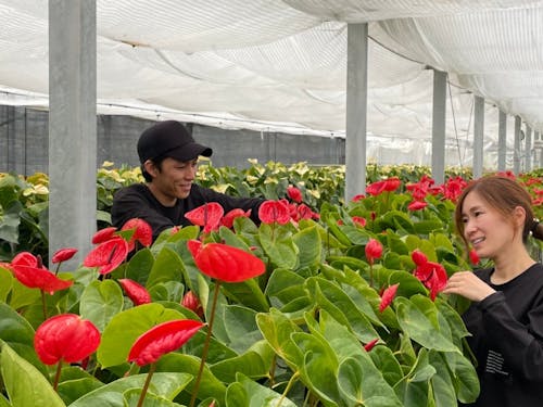 特産のアンスリウム栽培のお手伝いができる川俣町