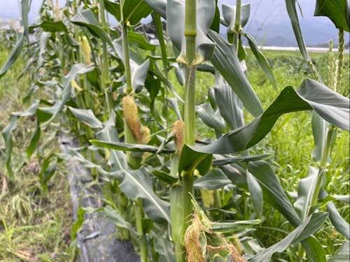 しっかり実らせることができました!