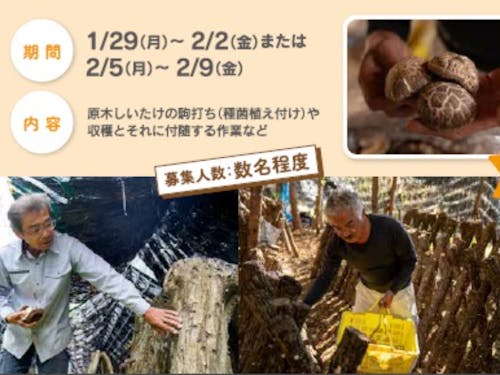 原木乾しいたけの仕事参加者募集(宮崎県東臼杵郡椎葉村)