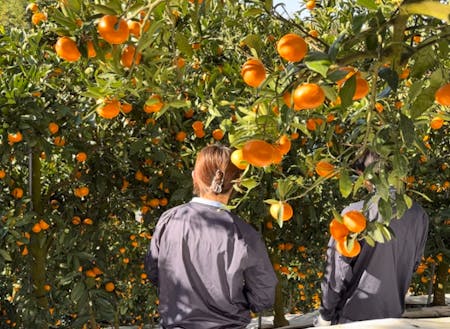 学生との柑橘収穫体験