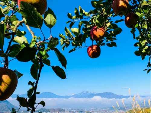 フルーツも豊富