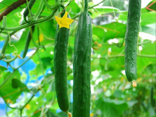 キュウリの栽培も盛ん