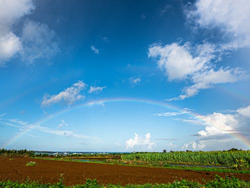 サトウキビ畑・広い空