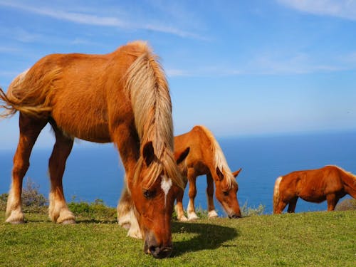 隣の西ノ島、摩天崖の景色