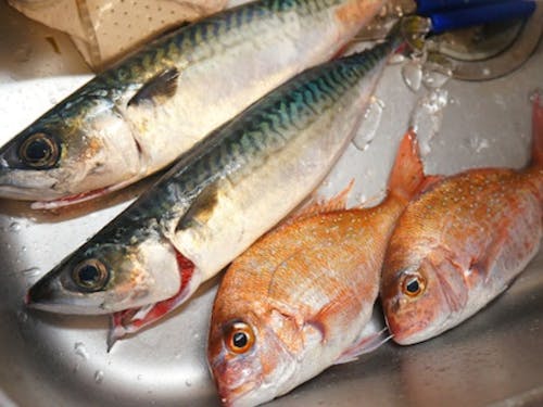 地元の方からおすそ分けでいただいたお魚