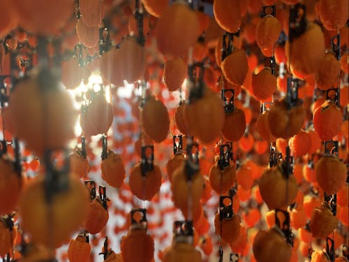 谷本さんが作る飯田市のブランド柿「市田柿」