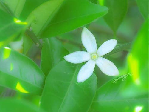 白く可憐な夏みかんの花(花期は5月上旬〜中旬)