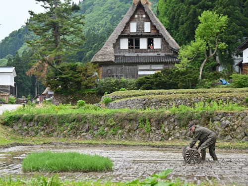 相倉集落内の棚田