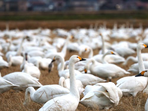 落ち穂を食べる水鳥のため有機農法に挑戦する米農家もいる。