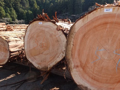 記念市に出された市内のヒノキ